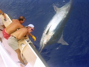 Marlin Fishing Marlin Fishing