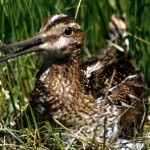 snipe