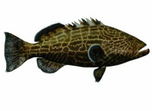Know Your Grouper