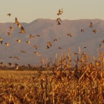 dove hunting