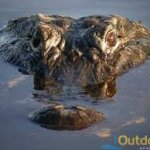 Gator Hunting