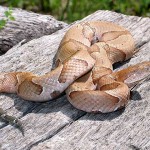 snake