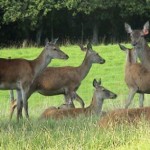 Venison
