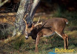 Deer Hunting