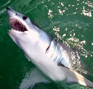Shark Fishing