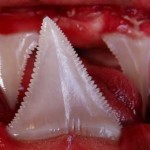 Sharks teeth