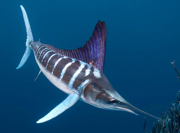 Deep Sea Fishing