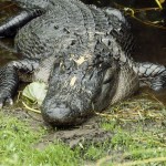 american-alligator_444_600x450