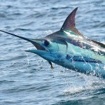 bluemarlin3