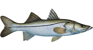 Snook - Know Your Fish