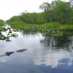 everglades
