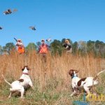 quail hunting