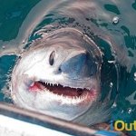 Back Country Fishing shark fishing