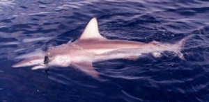 Sport fishing