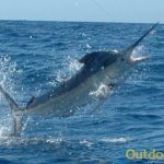 Sport Fishing Sport Fishing