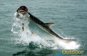 tarpon fishing