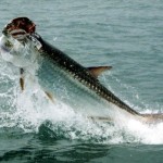 Tarpon