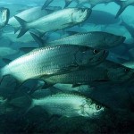 tarponmain