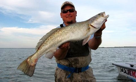 Big Speckled Trout