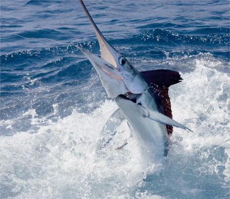 Deep  Fishing Daytona Beach on Daytona Beach Deep Sea Offshore Fishing