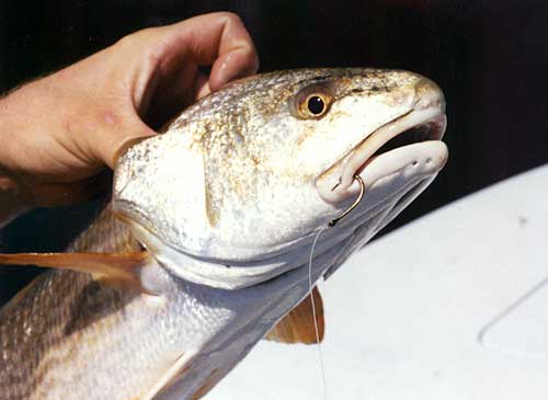 Redfish Fishing