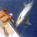 Marlin Fishing - Top 5 lures to catch Marlin