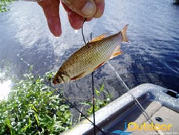 Shiner Fishing and Big Bass - iOutdoors Shiner Fishing Tips