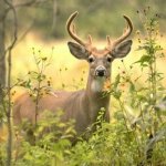 Florida deer hunting and deer permit
