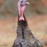 Turkey hunting - Florida wildlife management area