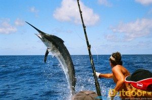 Sailfish, Marlin and Shark all for Catch and Release