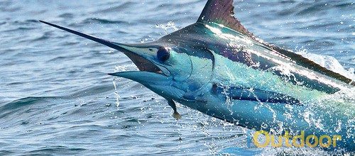 Best Place in Florida to Catch Marlin