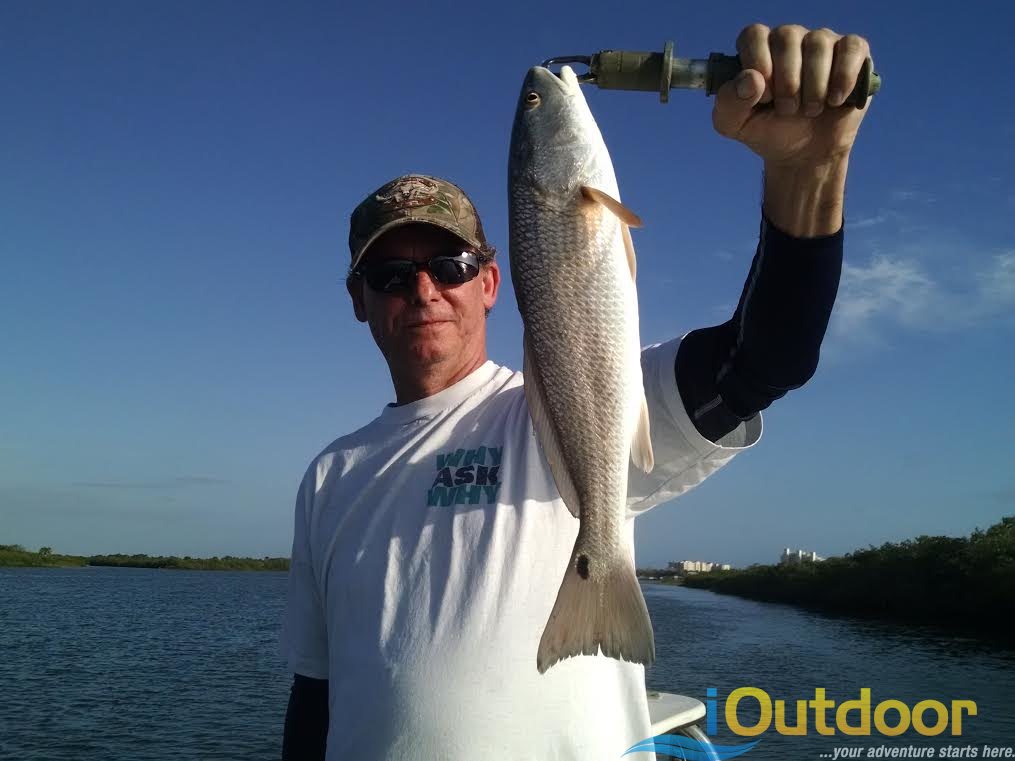 Redfish In Ponce Inlet