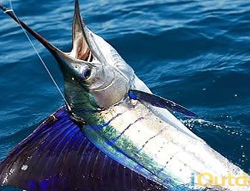 South Florida Sailfish Fishing Charter out of Pompano Beach