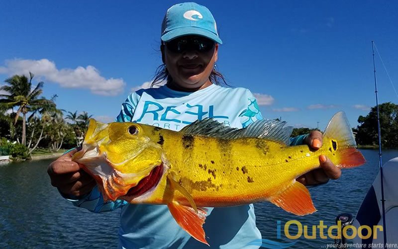 Fishing URBAN Florida CANALS For GIANT Peacock Bass!! 