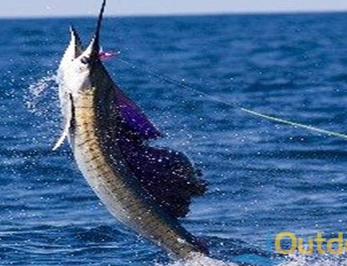 Miami Offshore Fishing Report for Pelagic Species