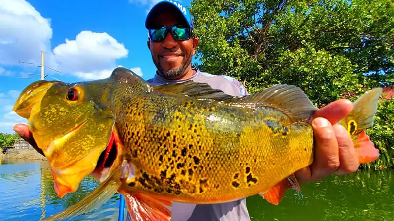 Peacock bass caught near Miami