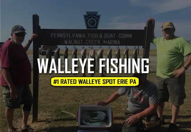 Angler holding a walleye with a Lake Erie walleye fishing graphic