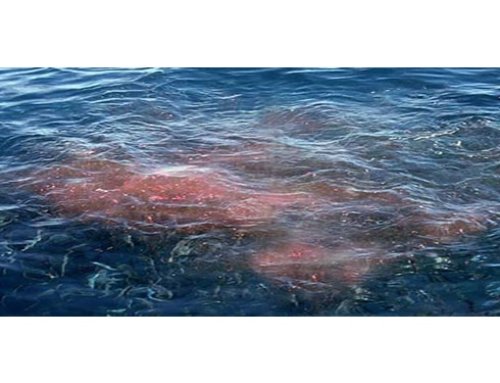 What does “chum the waters” mean?