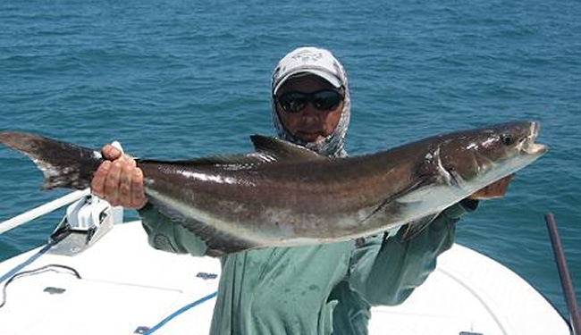 Cobia Fishing
