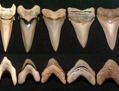 Shark Teeth Collection Facts