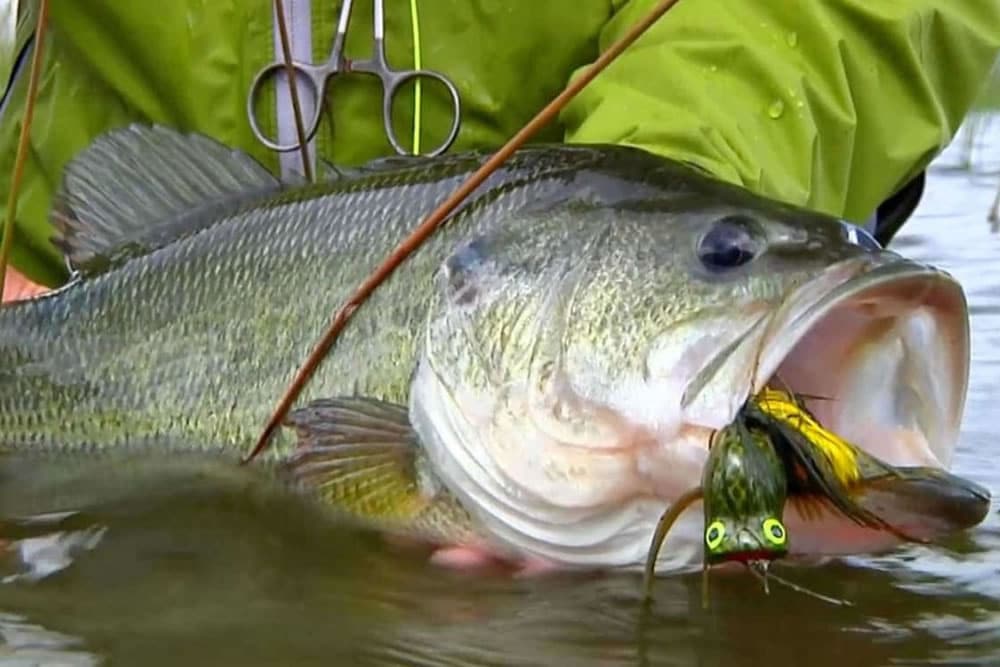 How to Catch More Largemouth Bass in Florida