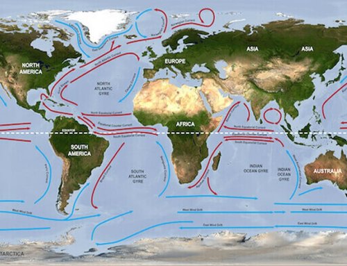 Why do fish like the Gulf Stream?