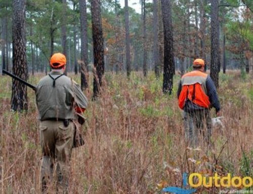 A Hunter’s Guide to The Best Waterfowl Shotguns