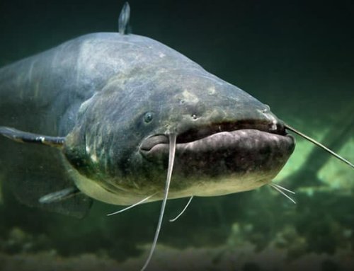 Catfish in Louisiana