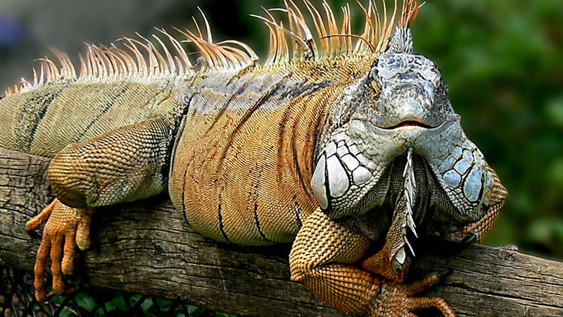Iguana hunting in Palm Beach Florida