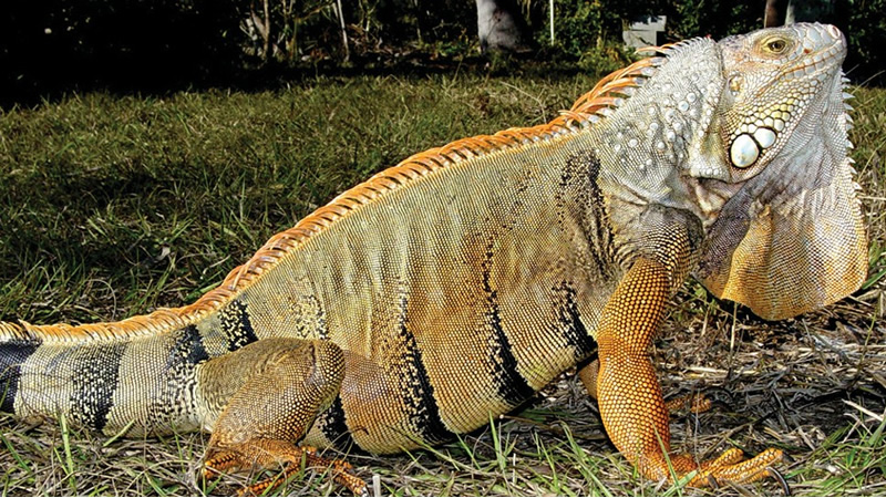 iguana hunting in Fort Lauderdale Florida