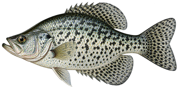 Illustration of a black crappie