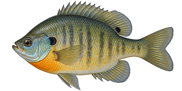 Illustration of a bluegill