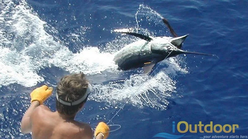 Billfish leaping beside the boat on an offshore charter