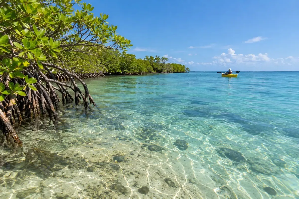 Clear shallow water and mangroves in Key Largo